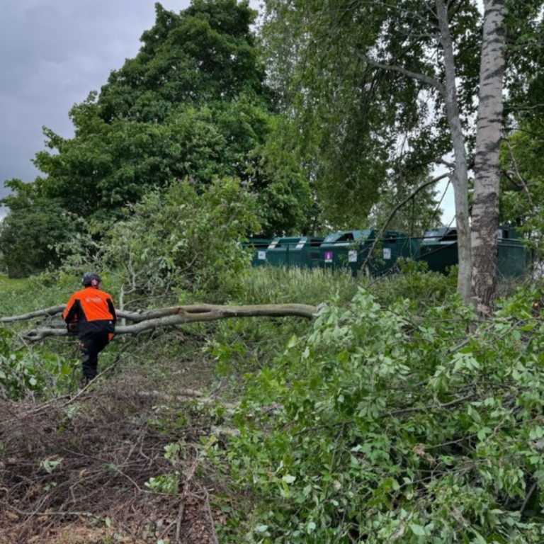 Beskärning och trädvård